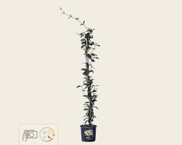 Trachelospermum jasminoides image