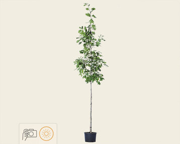 Quercus rubra image