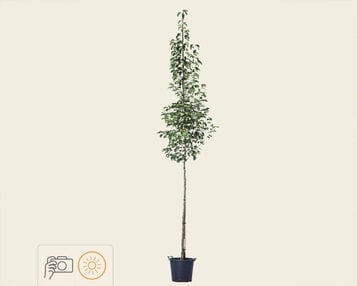 Pyrus calleryana 'Chanticleer' image