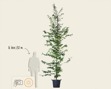 Parrotia persica - beveerd image