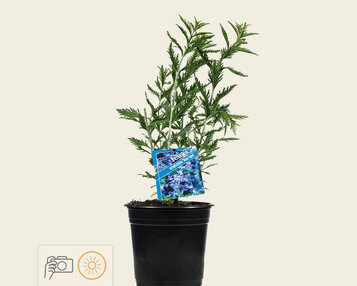 Perovskia atriplicifolia 'Blue Spire' image