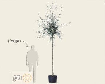 Pyrus salicifolia 'Pendula' - op stam image