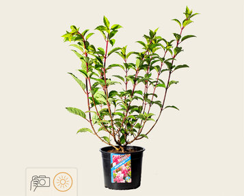 Hydrangea paniculata 'Vanille Fraise' image