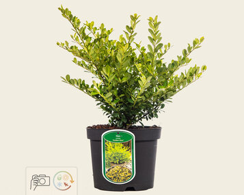 Ilex crenata 'Golden Gem' - in pot image