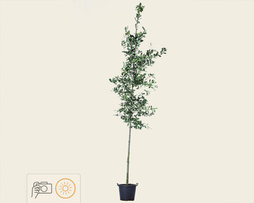 Quercus robur image