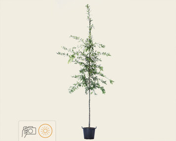 Quercus palustris image
