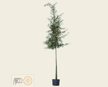 Quercus cerris image