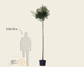 Acer campestre 'Nanum' - 225 cm stam image