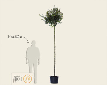 Acer campestre 'Nanum' - 225 cm stam