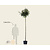 Acer campestre 'Nanum' - 225 cm stam