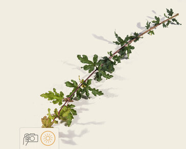 Acer campestre 'Nanum' - 225 cm stam