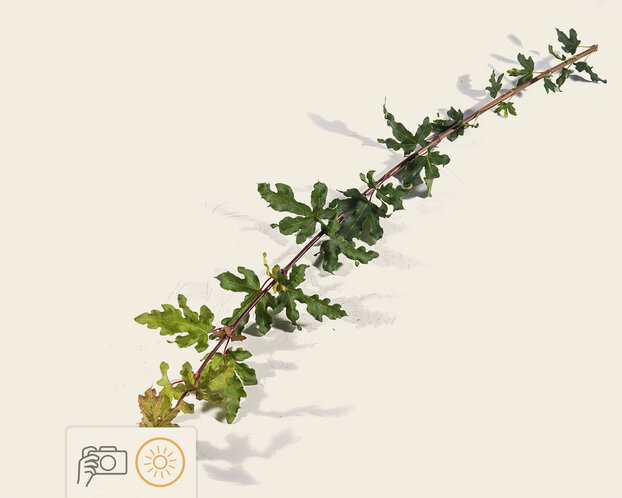 Acer campestre 'Nanum' - 225 cm stam
