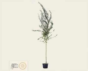 Acer campestre 'Elsrijk' image