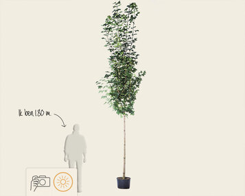 Acer platanoides 'Emerald Queen' image