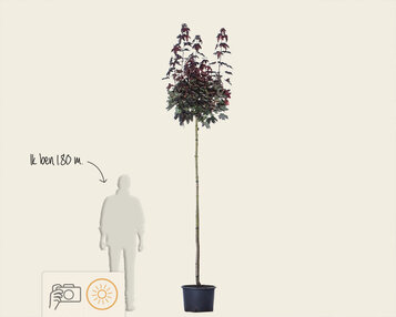 Acer platanoides 'Crimson Sentry' - 225 cm stam image