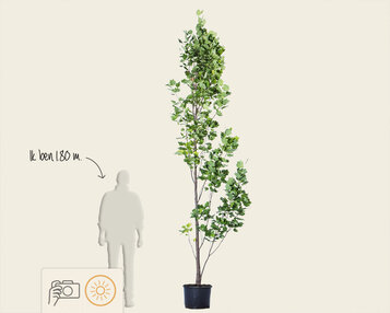 Liriodendron tulipifera 'Fastigiatum' image