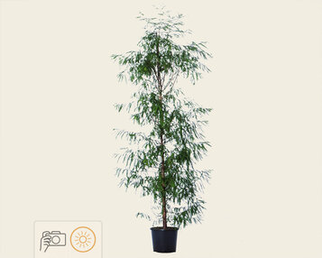 Taxodium distichum - beveerd image