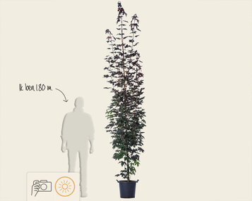 Acer platanoides 'Crimson Sentry' - beveerd image