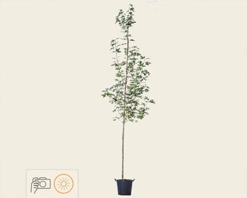 Acer platanoides 'Drummondii' image