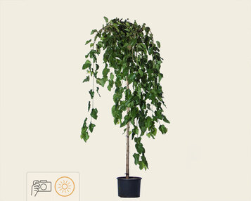 Morus alba 'Pendula' - 200 cm stam image
