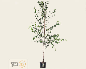 Betula utilis 'Doorenbos' image