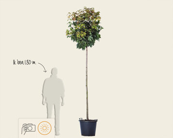Acer platanoides 'Globosum' - 200 cm stam image