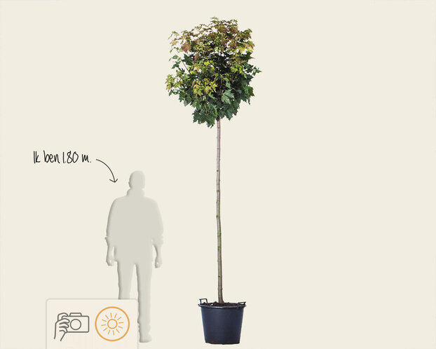 Acer platanoides 'Globosum' - 200 cm stam