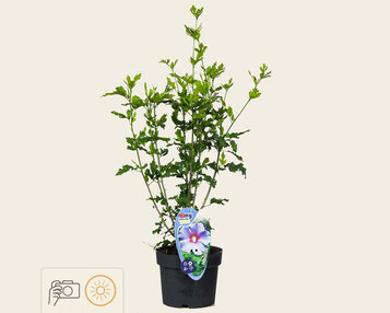 Hibiscus syriacus 'Oiseau Blue' image