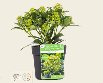 Skimmia japonica 'White Dwarf' image