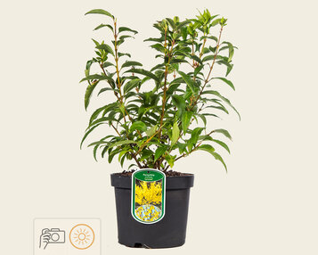 Forsythia intermedia 'Lynwood' image