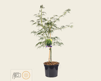 Acer palmatum 'Dissectum' image