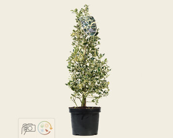 Ilex aquifolium 'Argentea Marginata' - in pot image