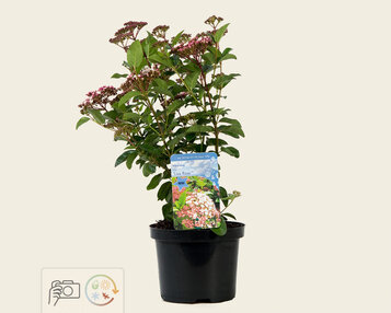 Viburnum tinus 'Lisa Rose' image