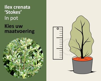 Ilex crenata 'Stokes' - in pot image