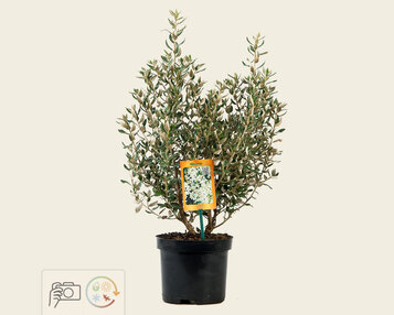 Olearia haastii image