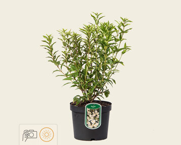 Deutzia gracilis image
