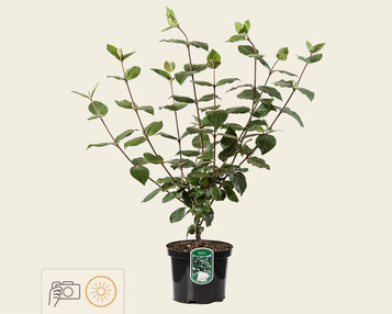 Viburnum carlcephalum image