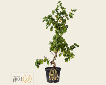 Corylus avellana 'Contorta' image