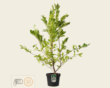Magnolia stellata image