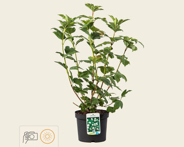 Viburnum opulus 'Roseum'