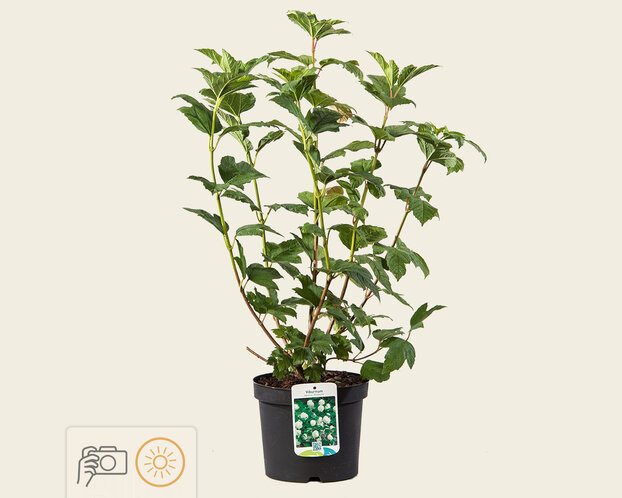 Viburnum opulus 'Roseum'