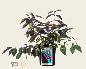 Callicarpa bodinieri 'Profusion' image