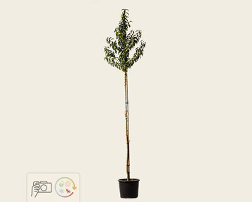 Prunus lusitanica 'Angustifolia' - hoogstam image
