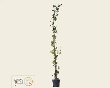 Hedera hibernica 125/150 image