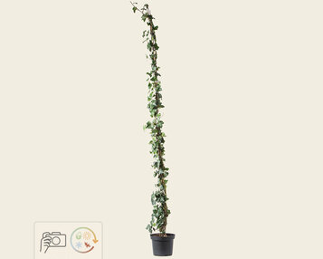 Hedera hibernica 175/200 image