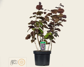 Corylus maxima 'Purpurea' image