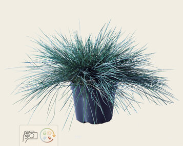 Festuca glauca 'Intense Blue' image