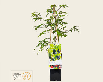 Rubus fruticosus 'Thornless Evergreen' image