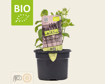 Mentha suaveolens 'Ananas' Puur image
