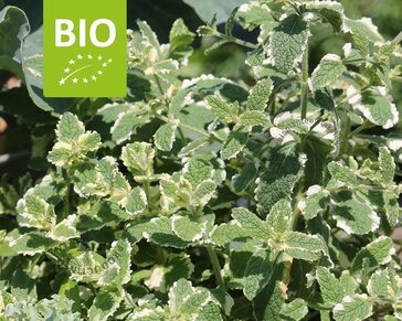 Mentha suaveolens 'Ananas' Puur